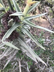 Crassula perfoliata coccinea