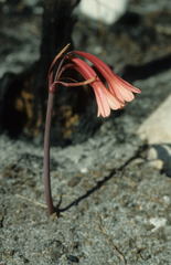 Cyrtanthus ventricosus