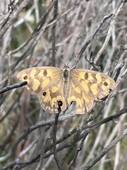 Heteronympha cordace