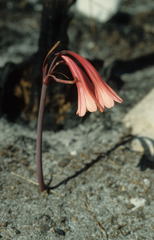 Cyrtanthus ventricosus