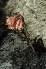 Cyrtanthus ventricosus