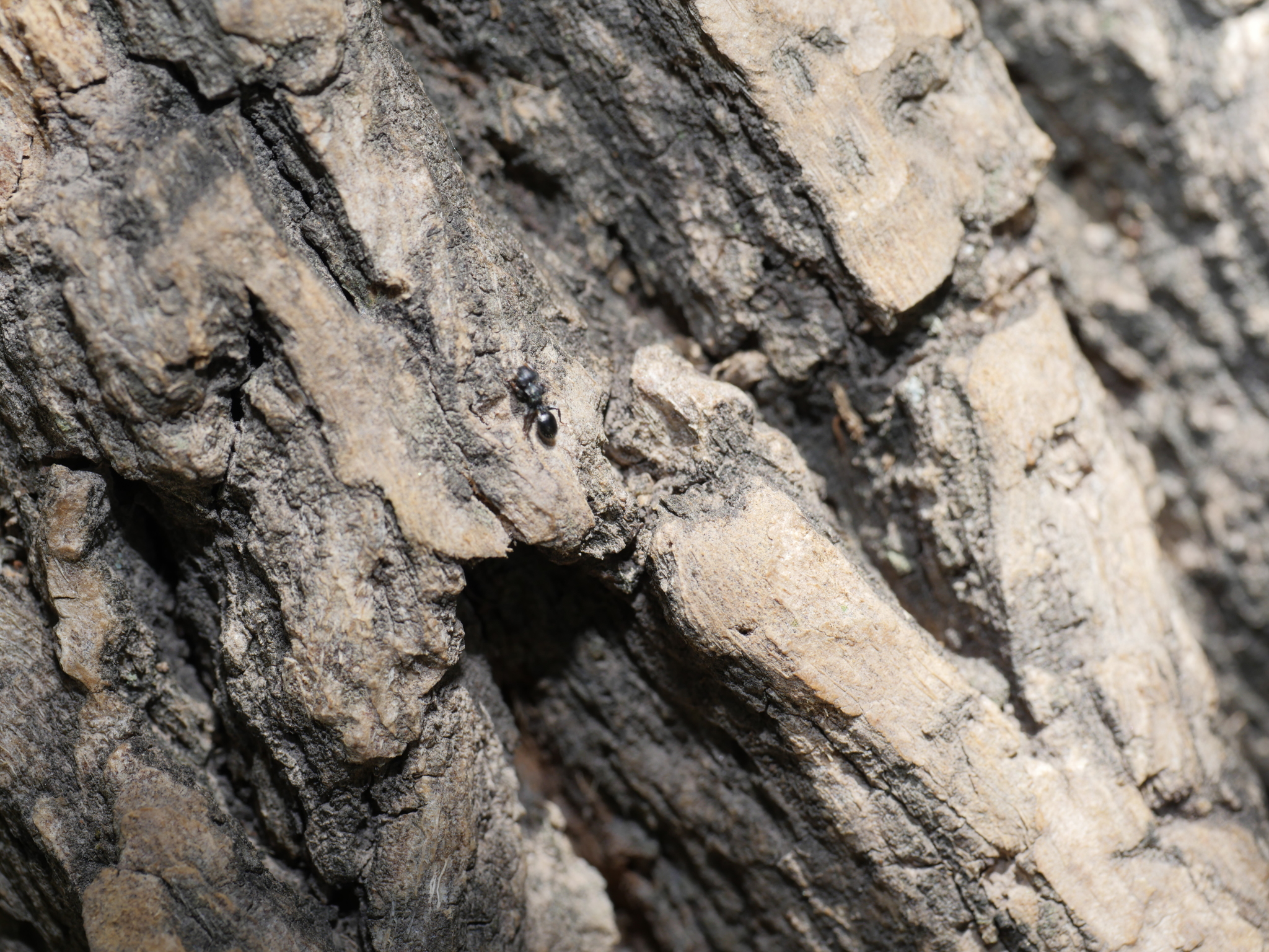 Cephalotes fiebrigi