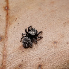 Maratus lobatus