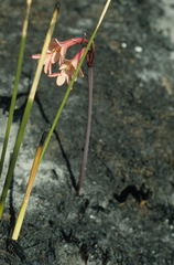 Cyrtanthus ventricosus