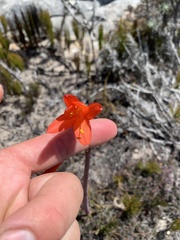 Cyrtanthus fergusoniae