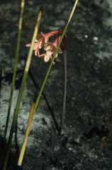 Cyrtanthus ventricosus