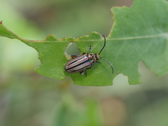 Disonycha bicarinata