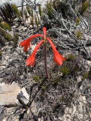 Cyrtanthus fergusoniae