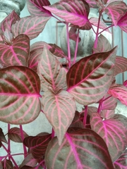 Iresine diffusa herbstii