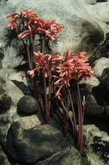 Cyrtanthus ventricosus