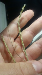 Elionurus tripsacoides