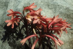 Cyrtanthus ventricosus