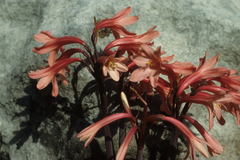 Cyrtanthus ventricosus