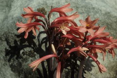 Cyrtanthus ventricosus