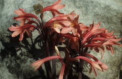 Cyrtanthus ventricosus