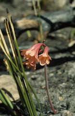 Cyrtanthus ventricosus