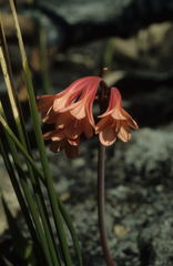 Cyrtanthus ventricosus