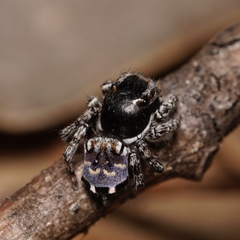 Maratus lobatus