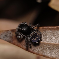 Maratus lobatus