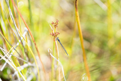 Cyanallagma interruptum