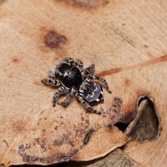 Maratus lobatus