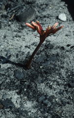 Cyrtanthus ventricosus