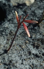 Cyrtanthus ventricosus