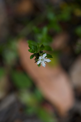 Orianthera serpyllifolia