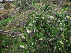 Clematis cirrhosa