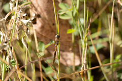 Rhionaeschna diffinis