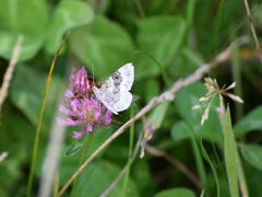 Xanthorhoe montanata
