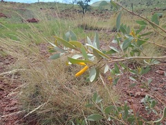 Acacia cowleana