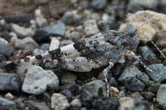 Sphingonotus picteti