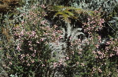 Erica racemosa