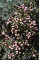 Erica racemosa