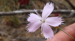 Dianthus crenatus