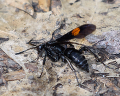 Calopompilus maculipennis