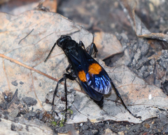 Calopompilus maculipennis