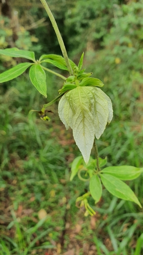 Dalechampia alata