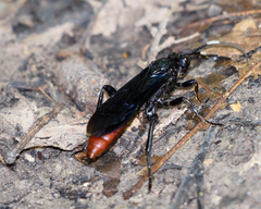 Protichneumon