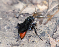 Protichneumon