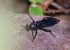 Protichneumon