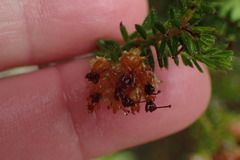 Erica stylaris