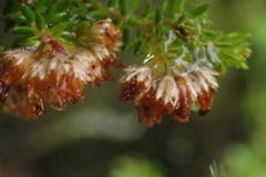 Erica stylaris