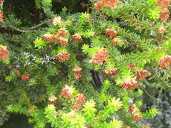 Erica stylaris