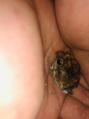 Tomopterna marmorata