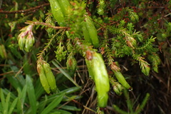 Erica viridiflora