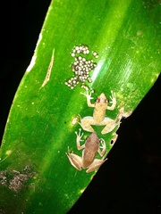 Natalobatrachus bonebergi