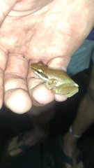 Natalobatrachus bonebergi