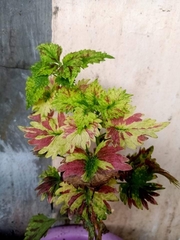Coleus scutellarioides